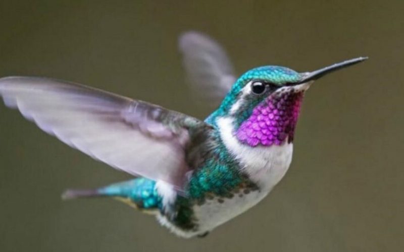 Cuánto tiempo viven los colibríes? - Tipos de colibri