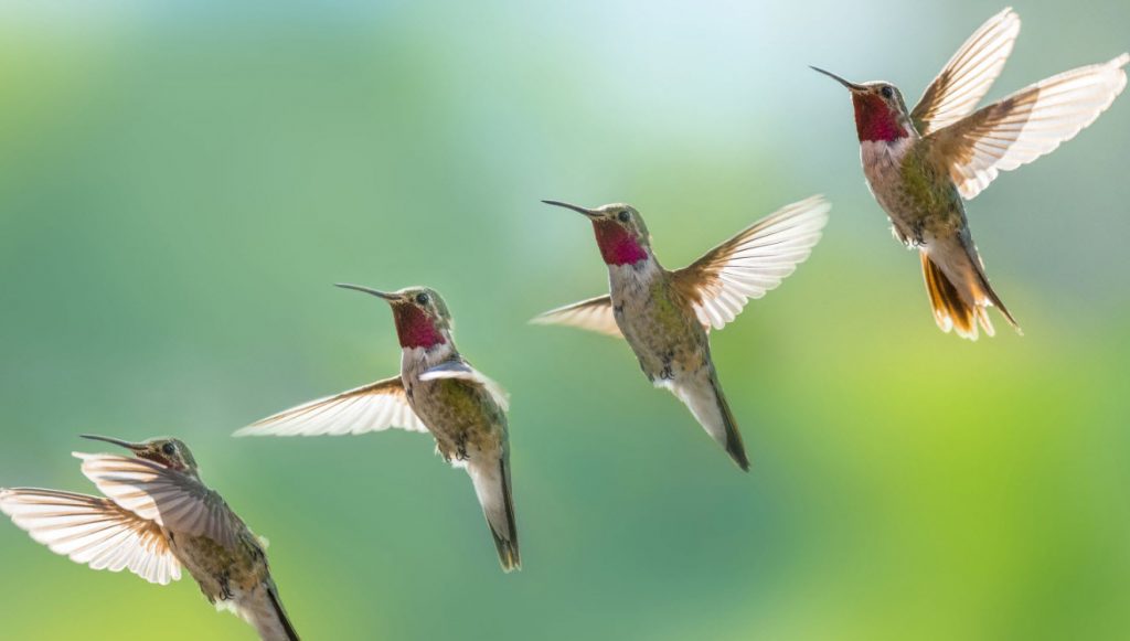 Cuánto tiempo viven los colibríes? - Tipos de colibri